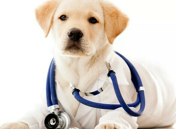 Ветеринар Ветеринарія