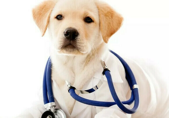 Технік ветеринарії